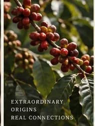 Ripe red and ripening coffee cherries on the branch with green leaves