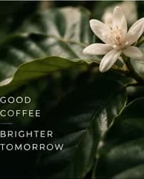 White coffee blossom with delicate petals among dark green leaves